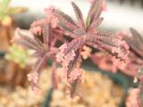 多肉植物不死鸟