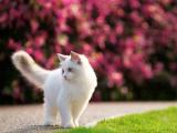 蓝色眼睛的白色猫咪