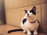 专注的萌猫