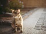 可爱的街头猫咪
