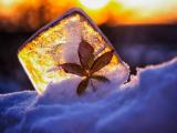 雪地里的落叶