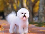 呆萌比熊犬