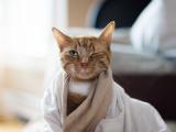 搞怪调皮的猫