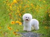 花丛中的比熊犬