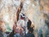 调皮斗牛犬