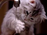 萌猫洗手