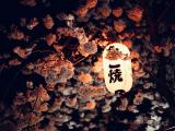 樱花中的灯笼