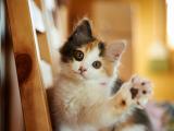 打招呼的猫咪