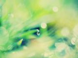 晶莹的绿色水珠