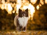 孤独的蝴蝶犬