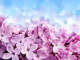 美丽的丁香花
