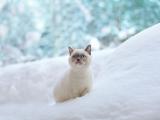 雪地里的猫