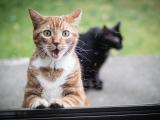 搞笑萌猫咪
