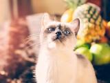 萌猫的渴望