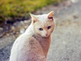 顽皮的卖萌猫