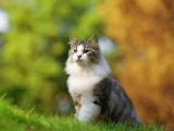 警惕的猫