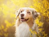 萌宠澳大利亚牧羊犬