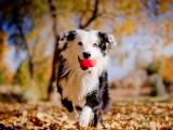 可爱牧羊犬