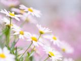 小清新雏菊