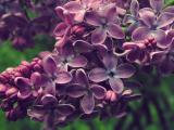 芬芳的丁香花