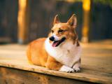 彭布罗克威尔士柯基犬