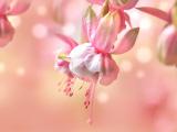 粉色倒挂金钟花