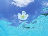 落花有意