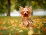 家有萌宠约克夏梗犬