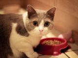 吃货萌猫