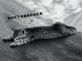 单身喵