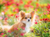 花丛中的蝴蝶犬