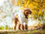 宠物犬泰迪