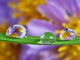 水珠里的紫色花卉