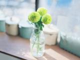 瓶中的球形菊花