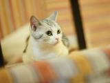 悠闲的猫咪