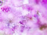 唯美粉色丁香花