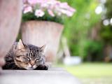 犯困的的猫