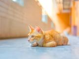 漂亮可爱的猫咪