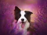 薰衣草中的边境牧羊犬