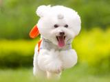 奔跑的比熊犬