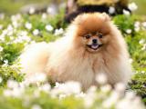萌宠博美犬