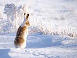 雪地里的兔子