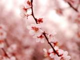 唯美白色樱花
