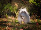 俏皮博美犬