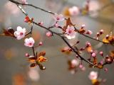 娇艳桃花