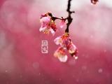 节气雨水