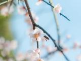 春天里勤劳的蜜蜂