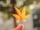 枫叶的思念