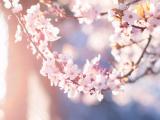 阳光中的樱花