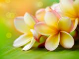 清新鸡蛋花